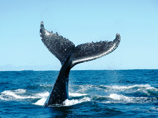 (Image) canada baleine  fotolia