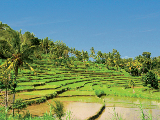 (Image) Indonesie bali rizieres